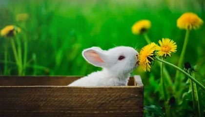 开云权威入口-日本队紧密配合，打造铁军！，日本队的